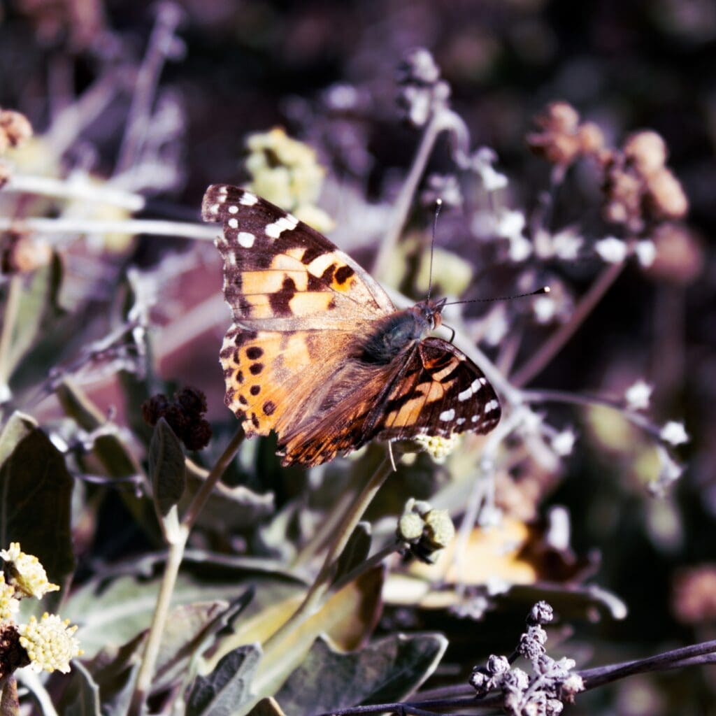 butterfly for pink flower