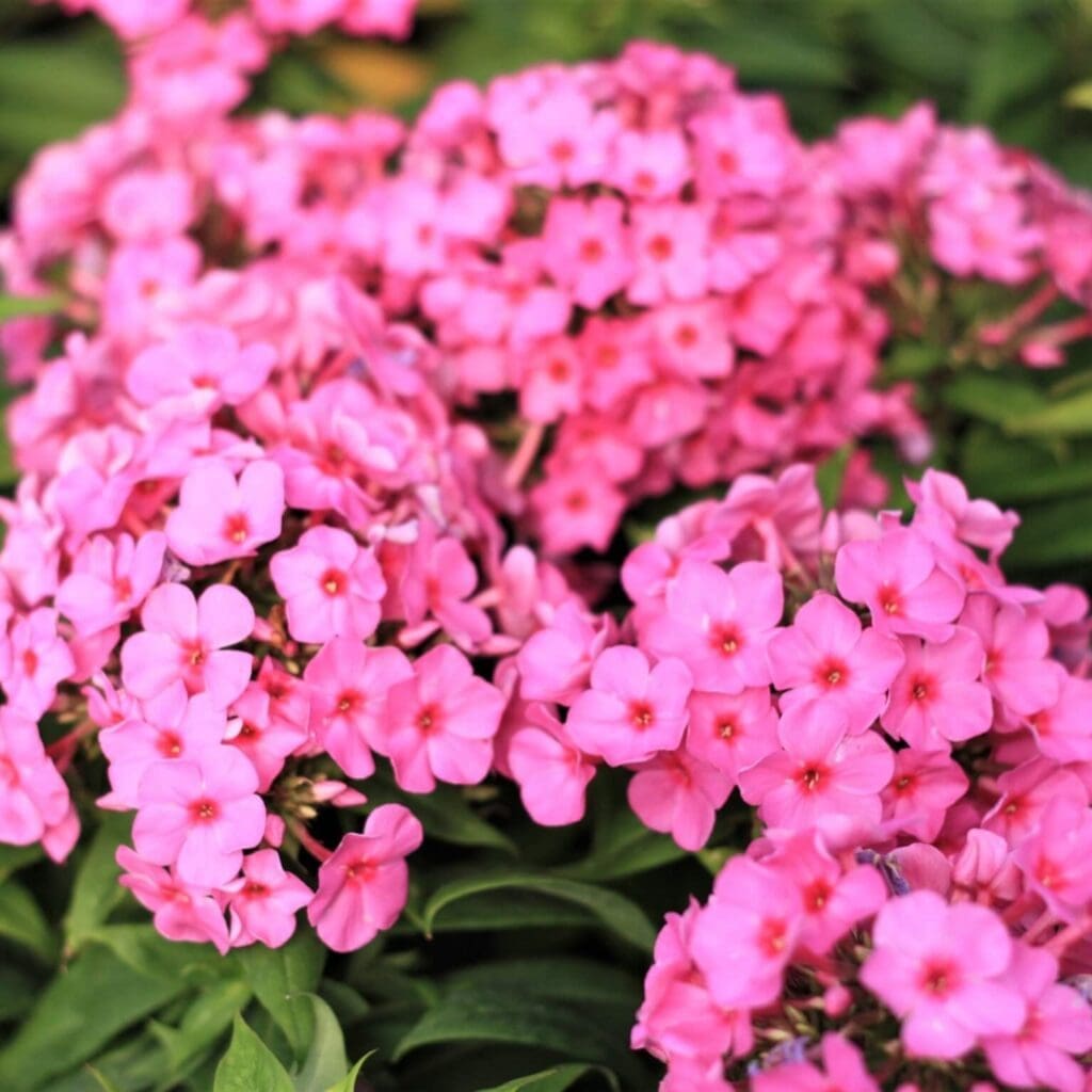 phlox pink flowers