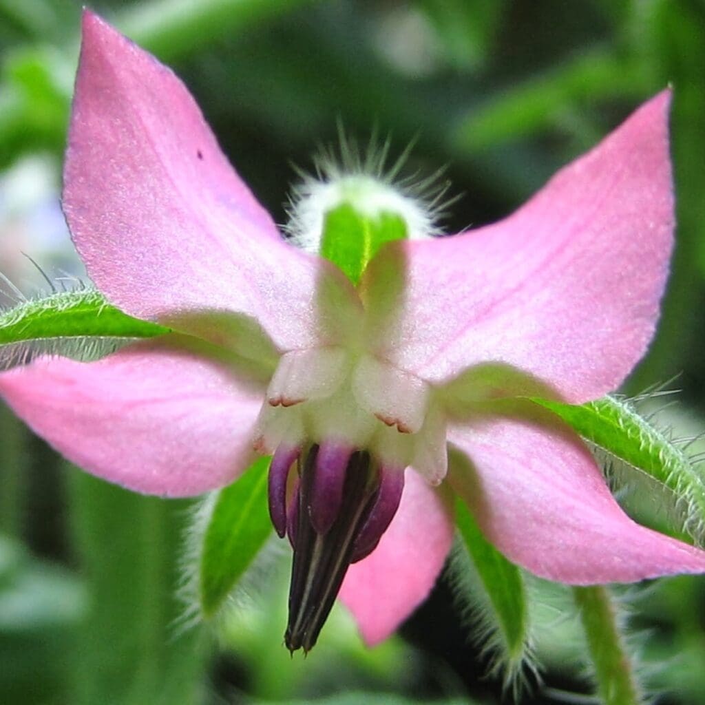 borage pink flowers