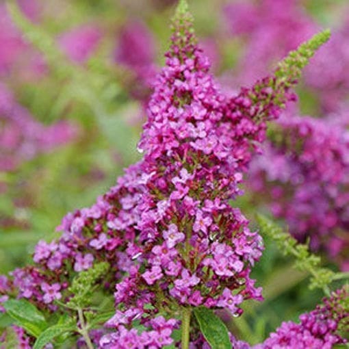 butterfly bush pink flowers