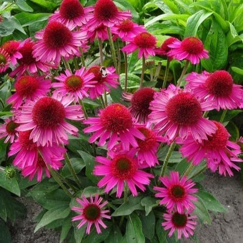 coneflower pink flowers