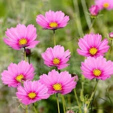 cosmos pink flowers