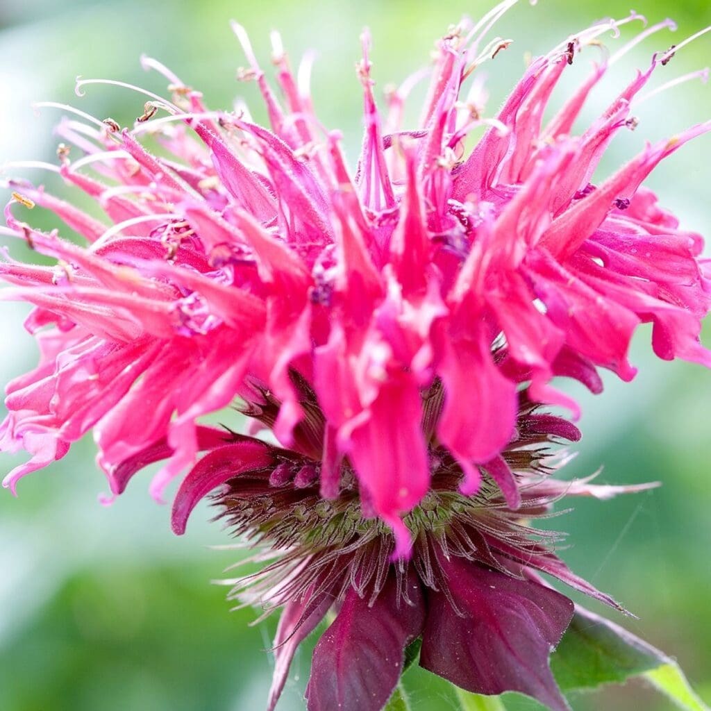 bee balm pink flowers